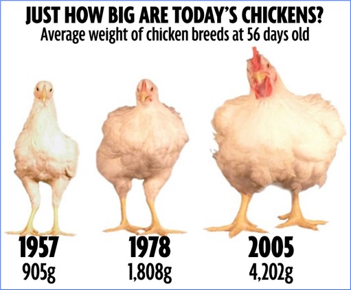 Chicken-Size-Changes-1957-1978-2005