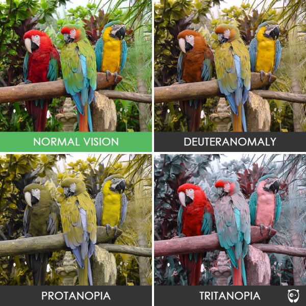 different-types-color-blindness-photos-75