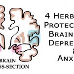 4 Herbs That Protect Your Brain From Depression, Anxiety and More