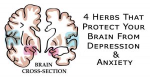 4 Herbs That Protect Your Brain From Depression, Anxiety and More